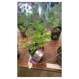 Dwarf Korean Lilac 1 gallon pot