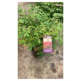 Dwarf Burning Bush 3 gallon