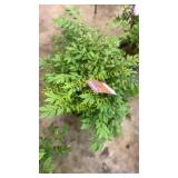 Dwarf Burning Bush 3 gallon