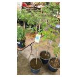 Swamp White Oak 5 gallon pot