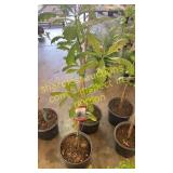 Swamp White Oak 5 gallon pot