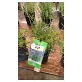 Lavender 1 gallon pot