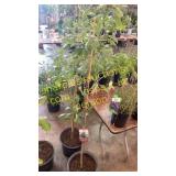 Swamp White Oak 5 gallon pot