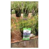 Lavender 1 gallon pot