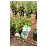 Lavender 1 gallon pot