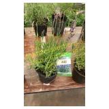 Lavender 1 gallon pot