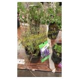 Lavender 1 gallon pot