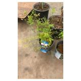 Borland Blueberry 1 gal