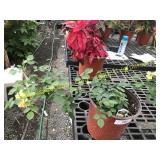 Sunrosa Yellow Delight Rose 1 gallon pot