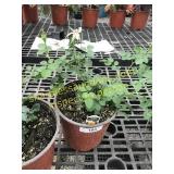 Sunrosa Yellow Delight Rose 1 gallon pot