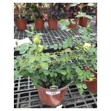 Sunrosa Yellow Delight Rose 1 gallon pot