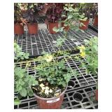 Sunrosa Yellow Delight Rose 1 gallon pot