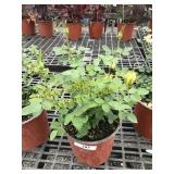 Sunrosa Yellow Delight Rose 1 gallon pot