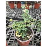 Sunrosa Yellow Delight Rose 1 gallon pot