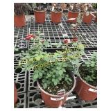 Sunrosa Red Delight Rose 1 gallon pot
