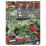 Sunrosa Red Delight Rose 1 gallon pot