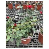 Sunrosa Red Delight Rose 1 gallon pot