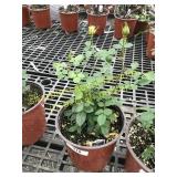 Sunrosa Orange Delight Rose 1 gallon pot
