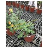 Sunrosa Orange Delight Rose 1 gallon pot