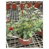 Sunrosa Red Delight Rose 1 gallon pot
