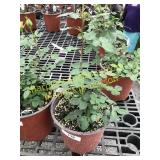 Sunrosa Orange Delight Rose 1 gallon pot