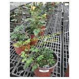 Sunrosa Orange Delight Rose 1 gallon pot