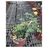 Sunrosa Orange Delight Rose 1 gallon pot