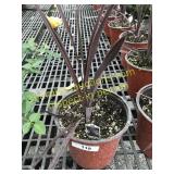 Red Sensation Cordyline 1 gallon pot