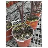 Red Sensation Cordyline 1 gallon pot