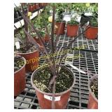Red Sensation Cordyline 1 gallon pot
