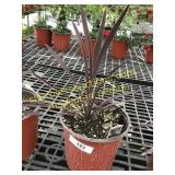 Red Sensation Cordyline 1 gallon pot