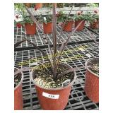 Red Sensation Cordyline 1 gallon pot