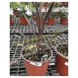 Red Sensation Cordyline 1 gallon pot