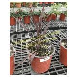 Red Sensation Cordyline 1 gallon pot