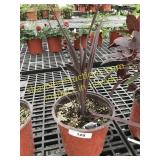 Red Sensation Cordyline 1 gallon pot