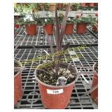 Red Sensation Cordyline 1 gallon pot