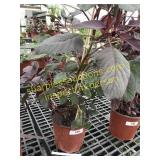 Velvet Curtain Amaranthus 1 gallon pot