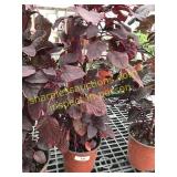 Velvet Curtain Amaranthus 1 gallon pot
