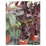 Velvet Curtain Amaranthus 1 gallon pot