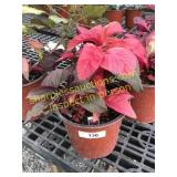 Early Spendor Amaranthus 1 gallon pot