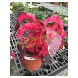 Early Spendor Amaranthus 1 gallon pot