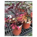 Early Spendor Amaranthus 1 gallon pot