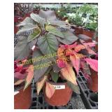 Early Spendor Amaranthus 1 gallon pot