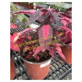 Early Spendor Amaranthus 1 gallon pot