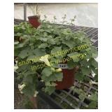 Lofos Compact White 1 gallon pot