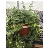 Lofos Compact White 1 gallon pot