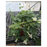 Lofos Compact White 1 gallon pot