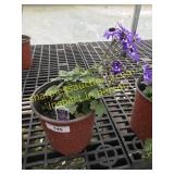 Sunetti Blue Bicolor 1 gallon pot