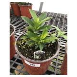 Bella White Mandevilla 1 gallon pot