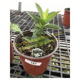 Bella White Mandevilla 1 gallon pot